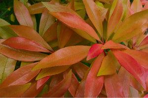 Pieris Japonica Little Heath  (3 Litre Pot)