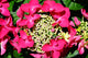 Hydrangea Rotkehlchen Teller Red Series 2Lt pot Lacecap Variety