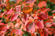 Amelanchier Glenform - June Berry Tree 25 litre Pot (5-6 ft)
