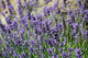Lavendula Angustifolia Munstead  - Lavender (2 litre  Pot)