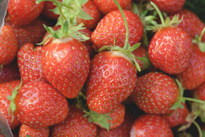 Strawberry Hapil 9cm pot