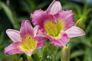 Hemerocallis Pink Damask - Day Lily - 3 Litre Pot