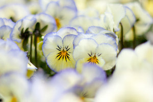 Viola Etain - Perennial Viola (1 litre)