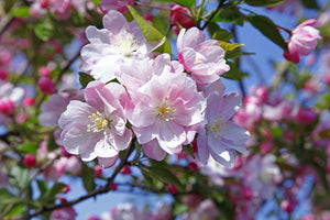Malus John Downie - Crab Apple 25 Litre Pot (5-6ft)