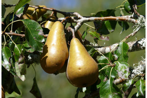 Pear Beurre Hardy - Patio Fruit Tree in a 5 litre Pot