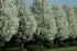 Pyrus Chanticleer - Ornamental Pear Tree 12-14cm Girth (Approx. 3.5-4 metres high) 45 litre Pot Grown