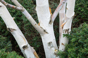 Betula Jacquemontii Multistem - White Stem Birch Tree -  Height - 2.5 -3 metres)