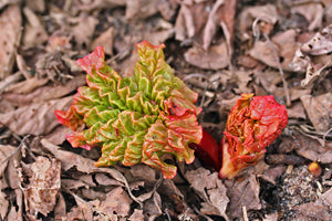Rhubarb ‘Victoria’ 2Lt pot