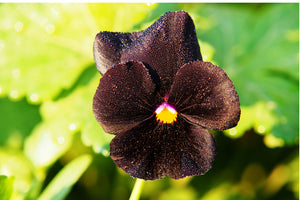 Viola Molly Sanderson - Perennial Viola (1 litre)