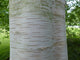 Betula Jacquemontii - White Stem Birch Tree - 12 litre Pot (5-6 ft)