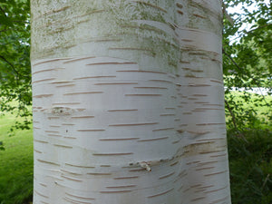 Betula Jacquemontii - White Stem Birch Tree - 65 litre Pot (4-5 metres) NI DELIVERY ONLY