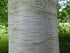 Betula Jacquemontii - White Stem Birch Tree -14-16cm Girth 65 litre Pot (4-5 metres)