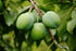 Prunus Greengage - Green Plum 12 Litre Pot (4 - 5 ft)