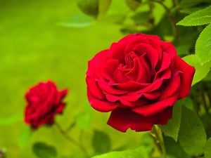 Rose Carris (bush) 5 Litre Pot