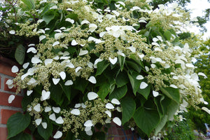 Hydrangea Petiolaris - Climbing Hydrangea (10 litre pot on bamboo trellis)