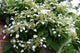 Hydrangea Petiolaris - Climbing Hydrangea  2 litre