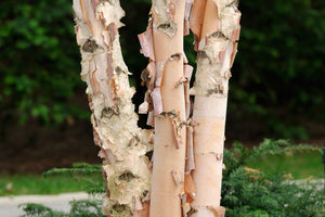 Betula Nigra Summer Cascade 12 litre pot (175-200cm)