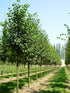 Tilia Cordata Greenspire 'Pyramidal Small leaved Lime' 180 litre 25-30cm Girth